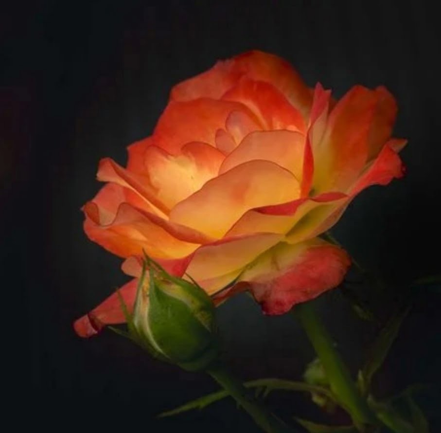 Never forget life is beautiful